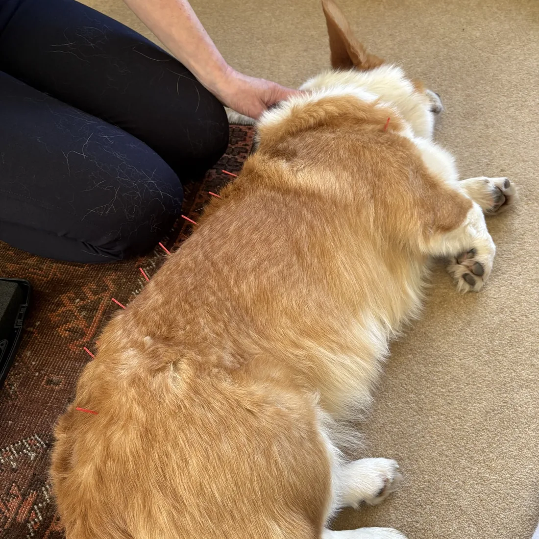 A dog lying calmly at home during a real acupuncture session, with needles placed along the spine