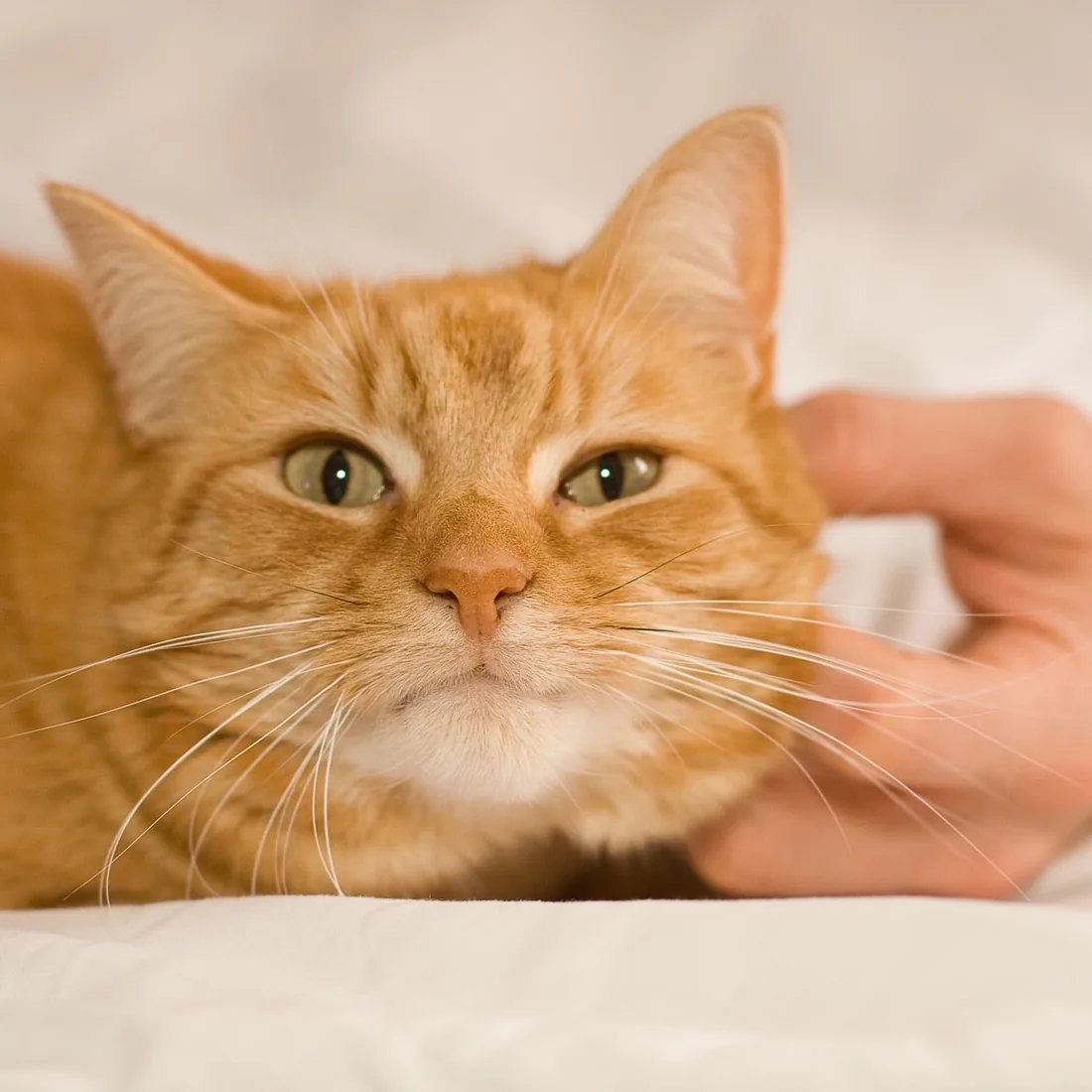 A cat relaxing calmly at home