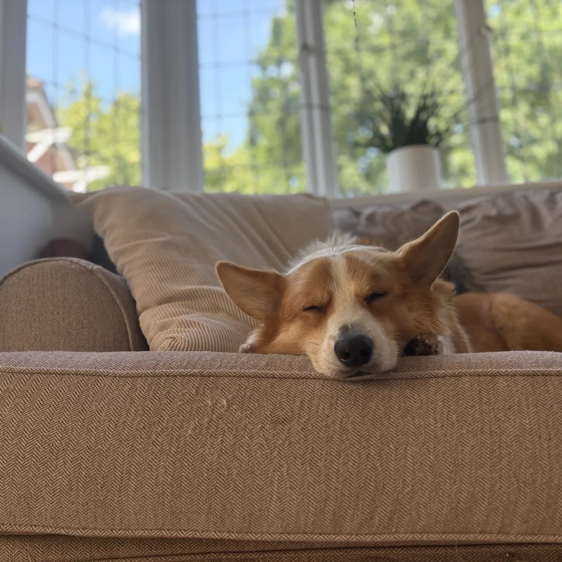 A dog relaxed and comfortable at home in a sunny armchair
