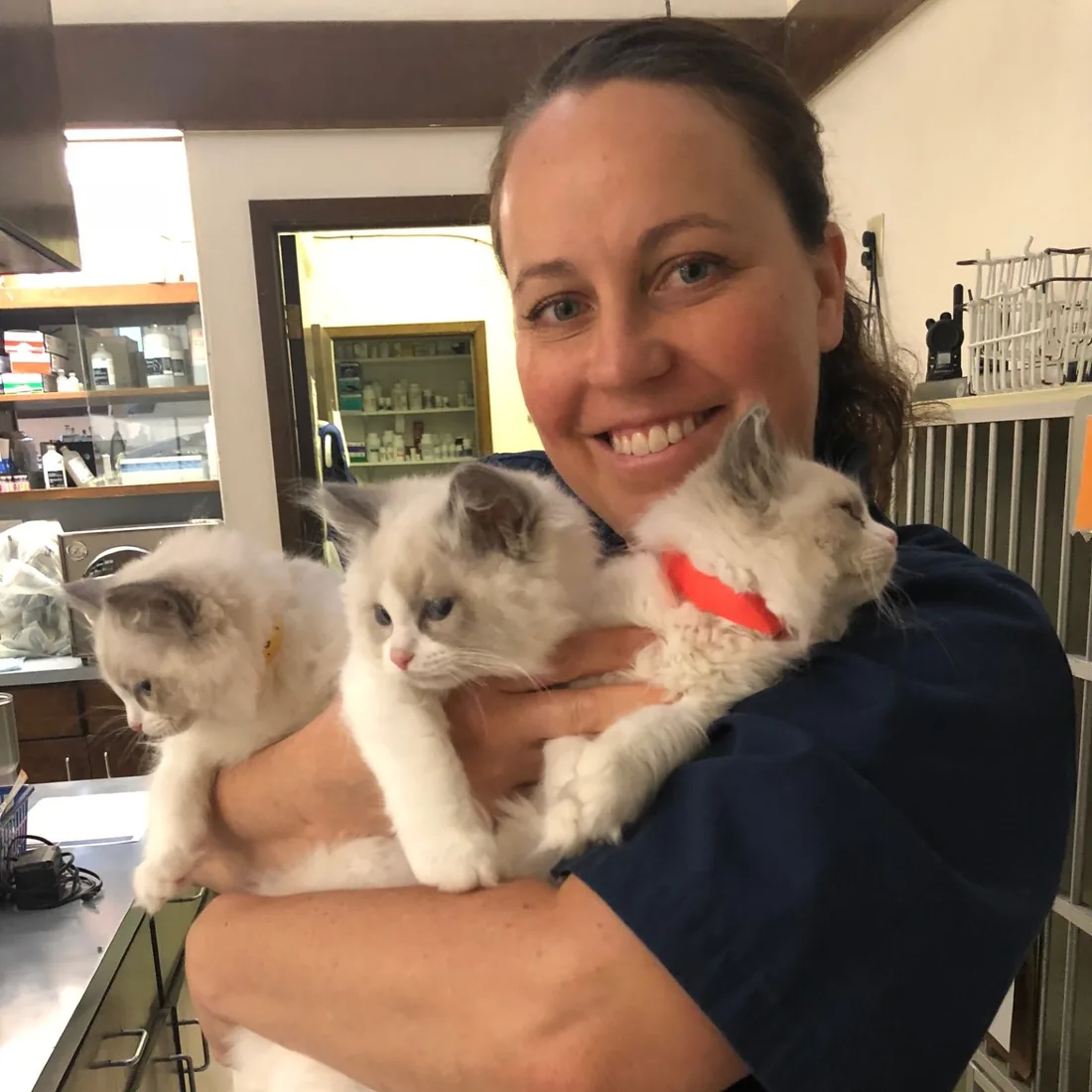 Dr Tara Card caring for three kittens in clinical practice