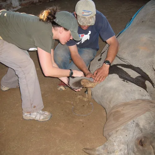 Tara assisting with veterinary care for a rhino during wildlife fieldwork