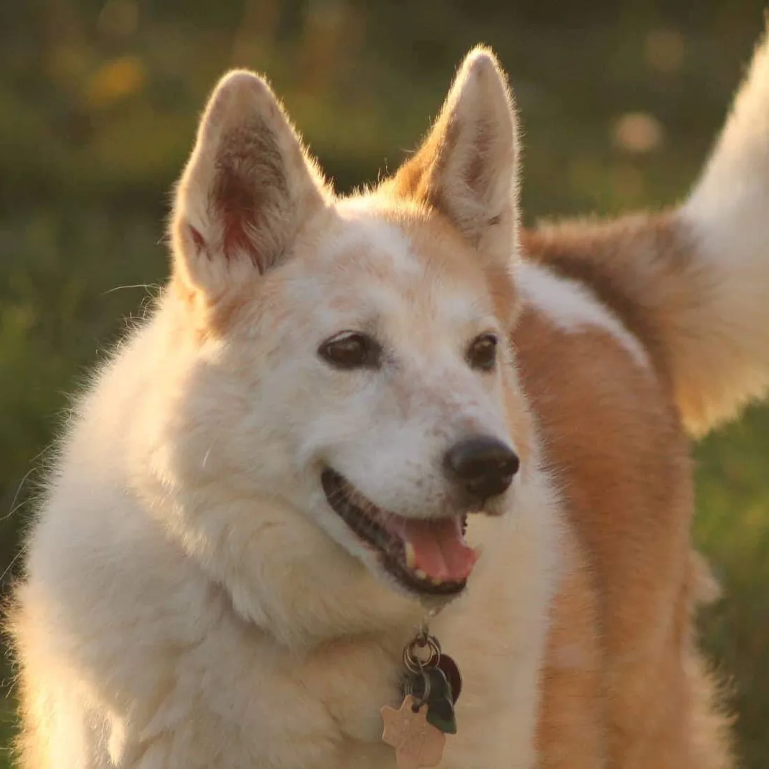 Zuni in her senior years, happy and healthy